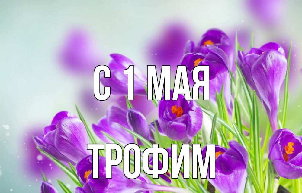 Открытка на каждый день с именем, Трофим С 1 мая 1 мая Прикольная открытка с пожеланием онлайн скачать бесплатно 