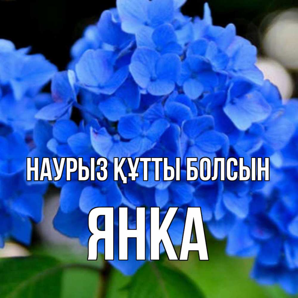 Открытка на каждый день с именем, Янка Наурыз құтты болсын синие цветы Прикольная открытка с пожеланием онлайн скачать бесплатно 