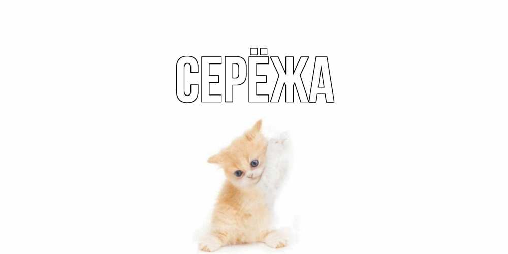 Открытка на каждый день с именем, Серёжа Главная кот Прикольная открытка с пожеланием онлайн скачать бесплатно 