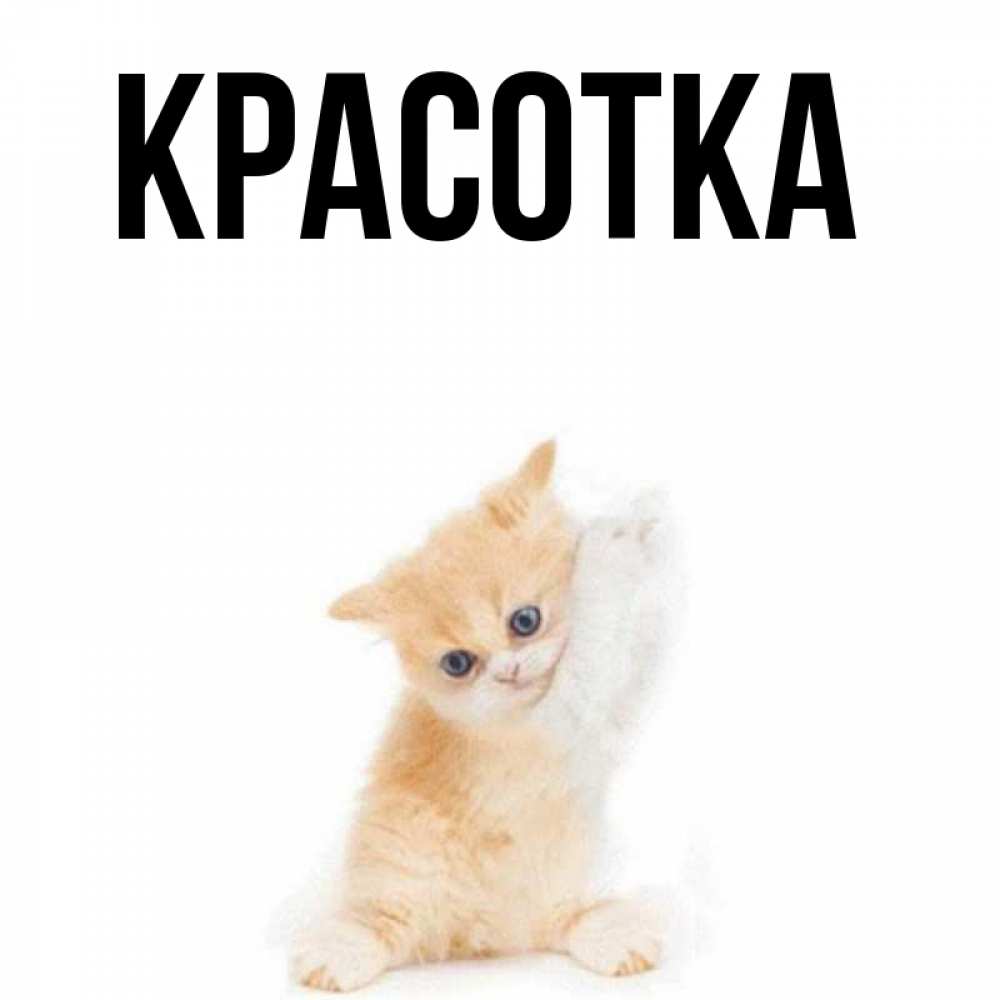 Открытка на каждый день с именем, красотка Главная просящий кот Прикольная открытка с пожеланием онлайн скачать бесплатно 