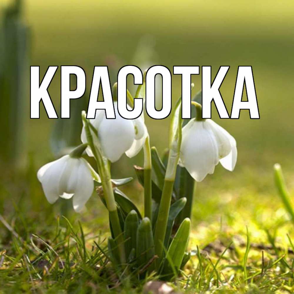 Открытка на каждый день с именем, красотка Главная ранние цветы 2 Прикольная открытка с пожеланием онлайн скачать бесплатно 