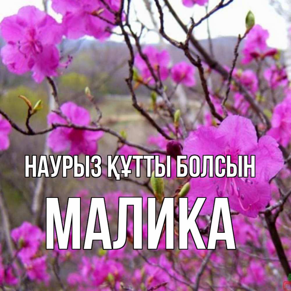 Открытка на каждый день с именем, Малика Наурыз құтты болсын наурыз мейрамы кутты болсын Прикольная открытка с пожеланием онлайн скачать бесплатно 