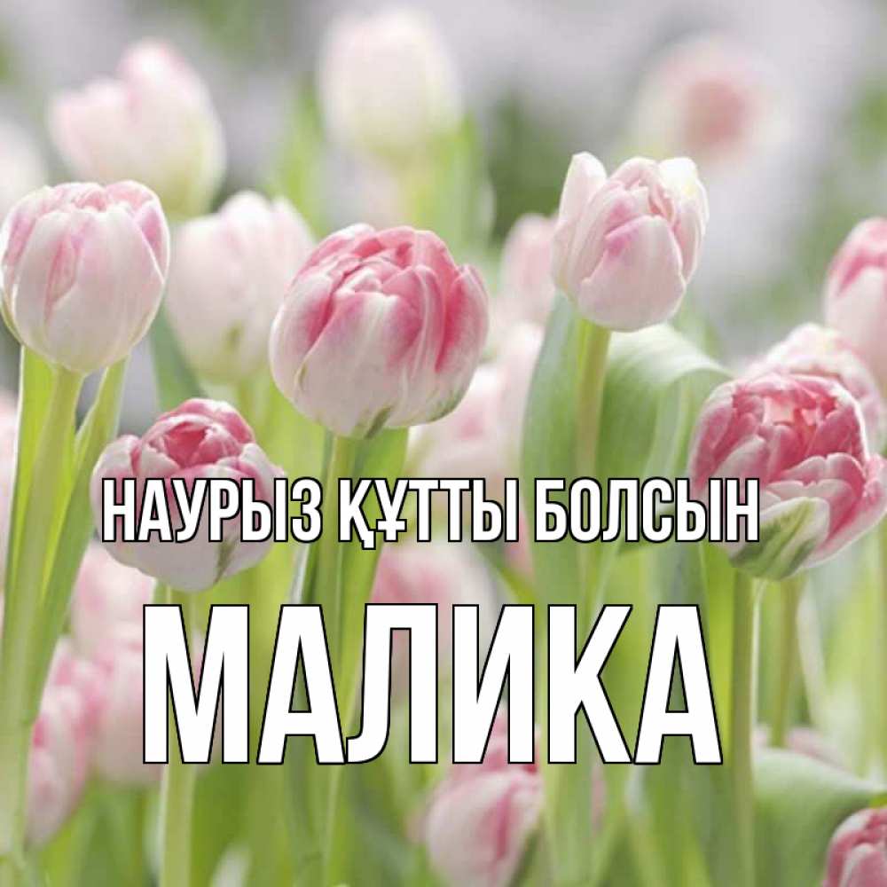 Открытка на каждый день с именем, Малика Наурыз құтты болсын цветы Прикольная открытка с пожеланием онлайн скачать бесплатно 