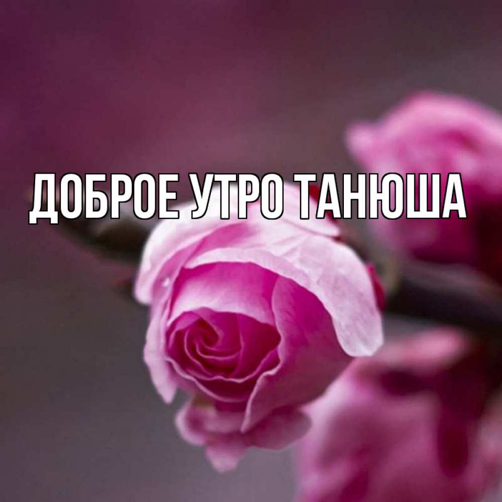 Открытка доброе утро танюша. Доброе утро Танюша. Добро утро Танюшь. Картинки с добрым утром Танюша. Открытки доброе утро Танюша.