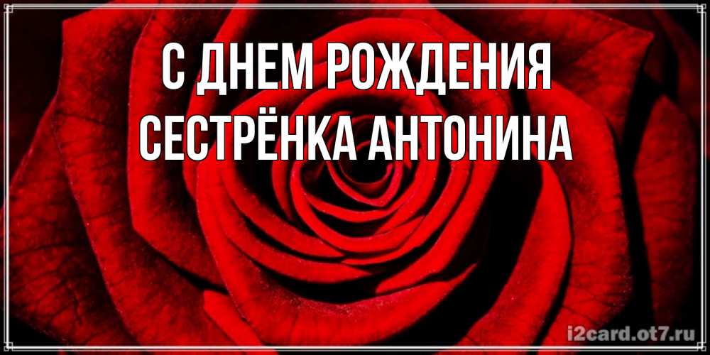 Открытка на каждый день с именем, Сестрёнка-Антонина С днем рождения алая роза Прикольная открытка с пожеланием онлайн скачать бесплатно 