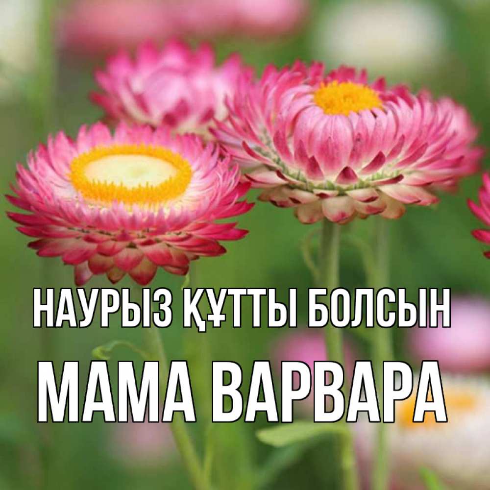 Открытка на каждый день с именем, Мама-Варвара Наурыз құтты болсын подарок на международный женский день Прикольная открытка с пожеланием онлайн скачать бесплатно 