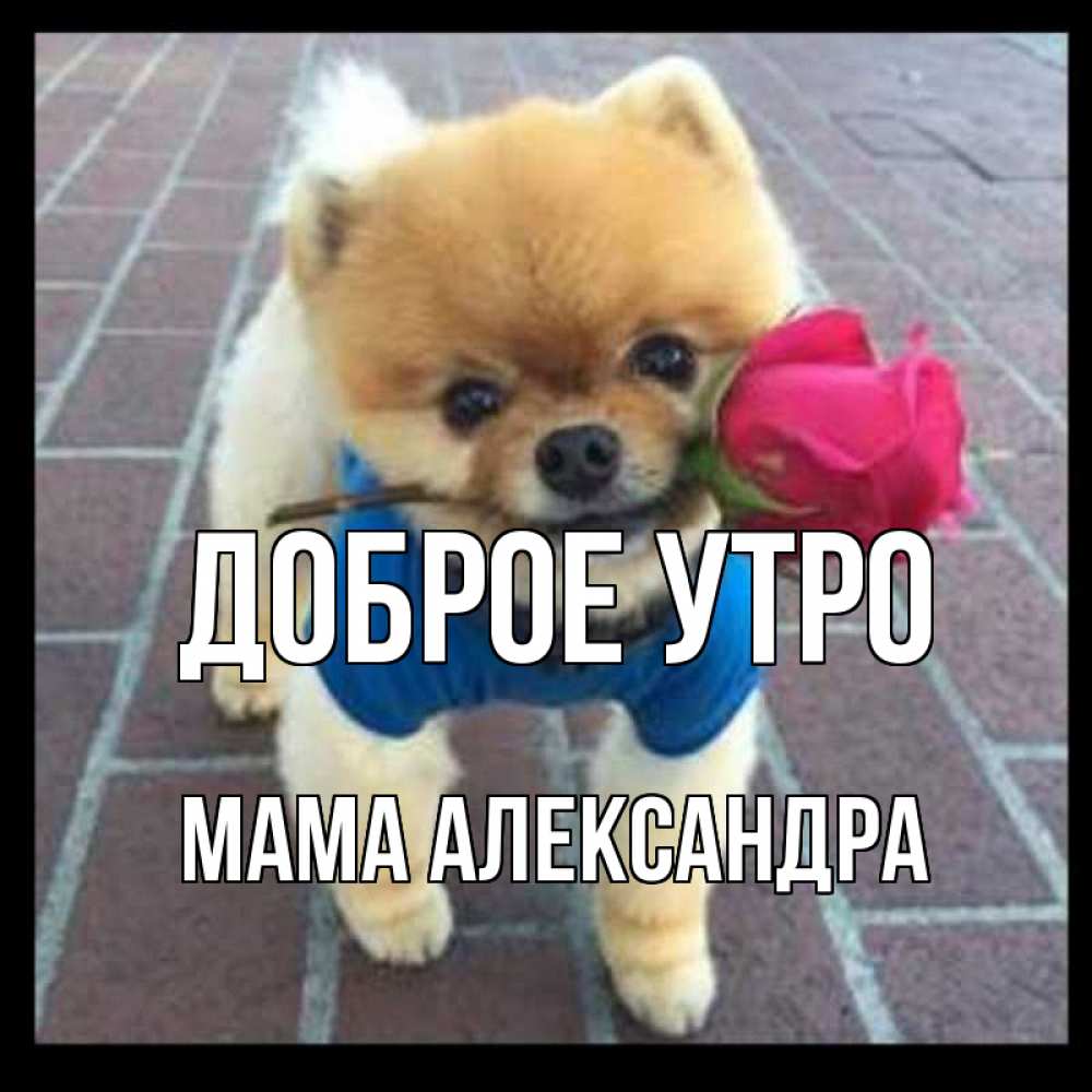 Открытка на каждый день с именем, Мама-Александра Доброе утро роза в зубах Прикольная открытка с пожеланием онлайн скачать бесплатно 