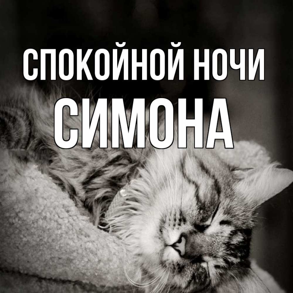 Открытка на каждый день с именем, Симона Спокойной ночи котярик пушистый Прикольная открытка с пожеланием онлайн скачать бесплатно 