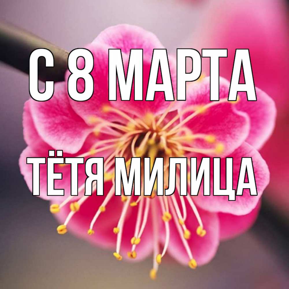 Открытка на каждый день с именем, Тётя-Милица С 8 МАРТА цветы Прикольная открытка с пожеланием онлайн скачать бесплатно 