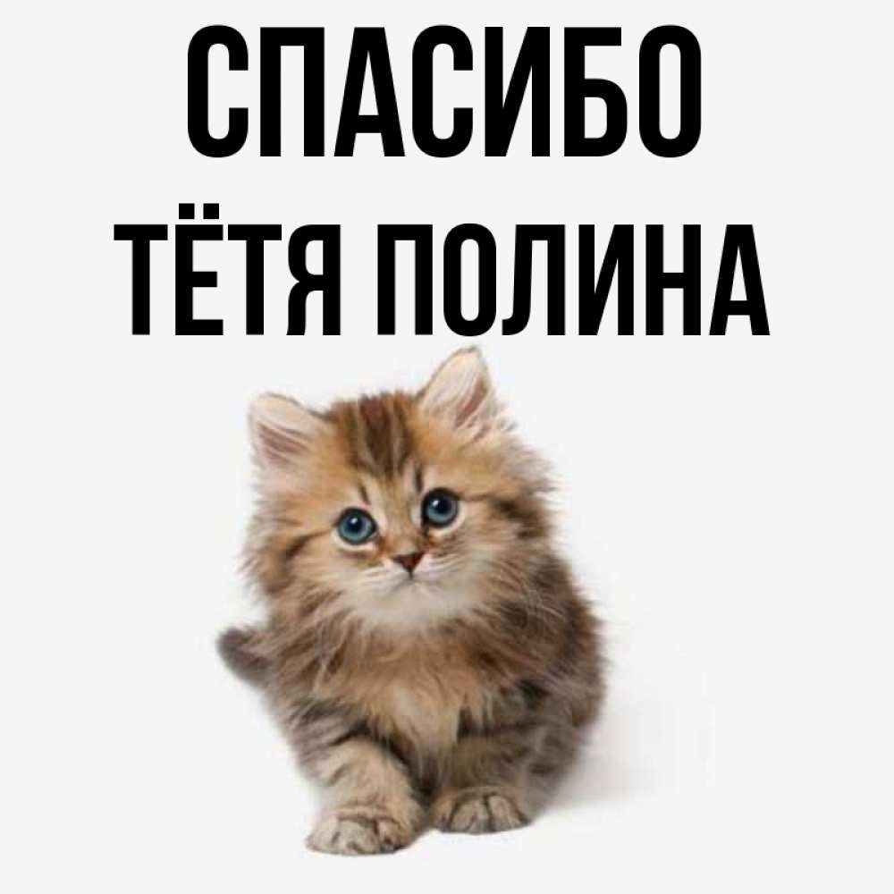 Открытка на каждый день с именем, Тётя-Полина Спасибо пушистый котик Прикольная открытка с пожеланием онлайн скачать бесплатно 