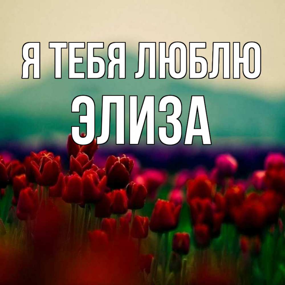 Открытка на каждый день с именем, Элиза Я тебя люблю тюльпаны 4 Прикольная открытка с пожеланием онлайн скачать бесплатно 