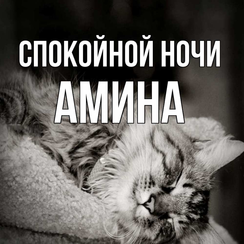 Открытка на каждый день с именем, Амина Спокойной ночи котярик пушистый Прикольная открытка с пожеланием онлайн скачать бесплатно 