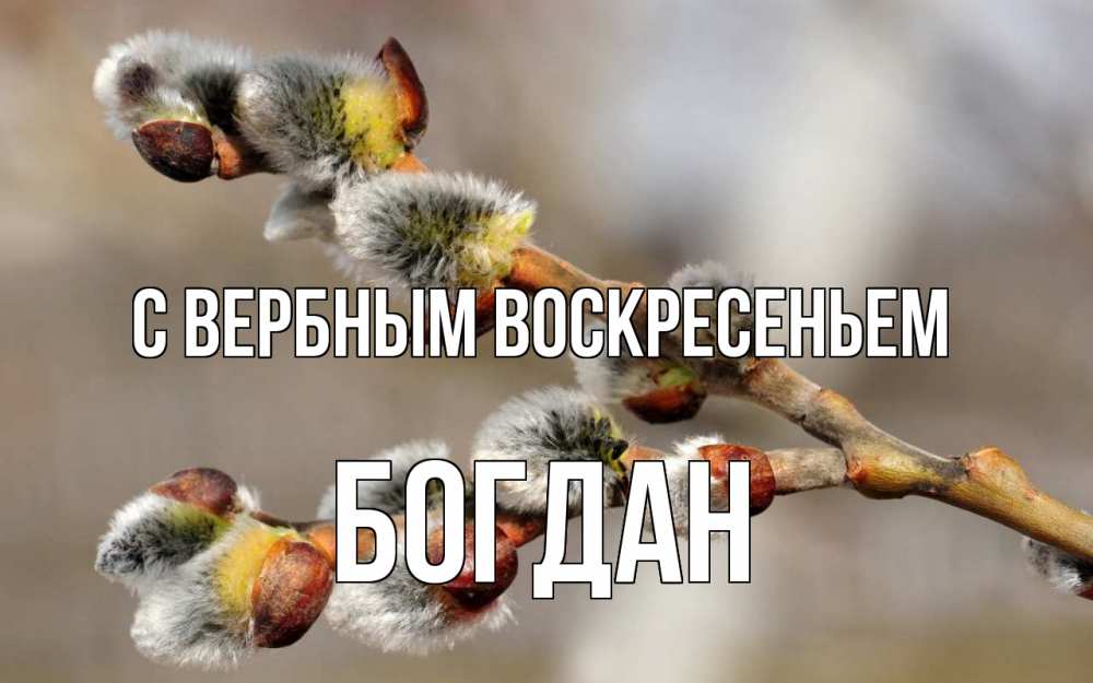 Открытка на каждый день с именем, Богдан С вербным воскресеньем Верба Прикольная открытка с пожеланием онлайн скачать бесплатно 