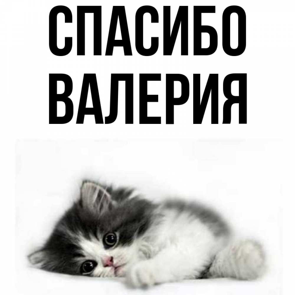 Открытка на каждый день с именем, Валерия Спасибо черный и белый кот Прикольная открытка с пожеланием онлайн скачать бесплатно 