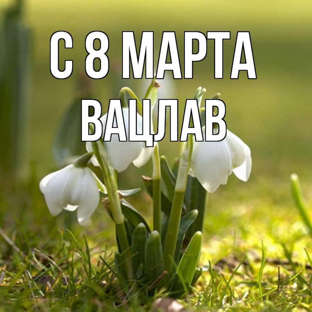 Открытка на каждый день с именем, Вацлав С 8 МАРТА ранние цветы 2 Прикольная открытка с пожеланием онлайн скачать бесплатно 