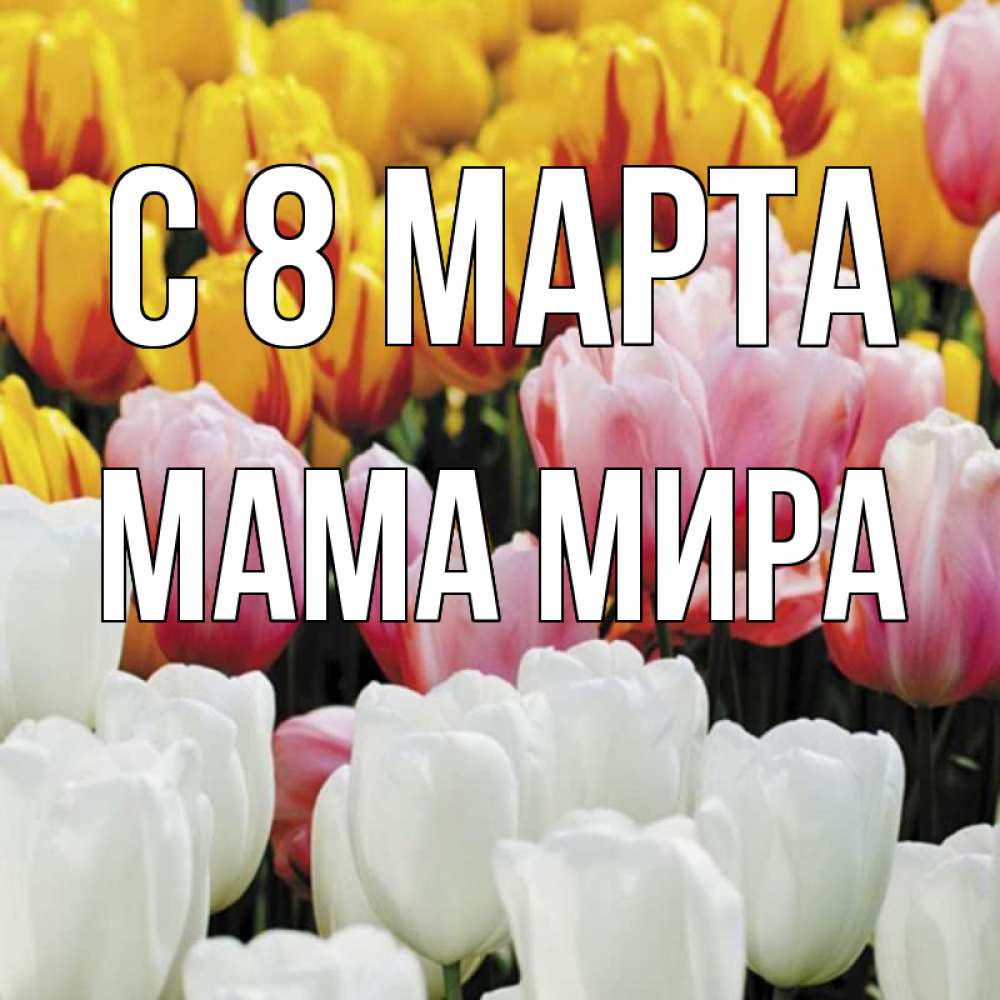 Открытка на каждый день с именем, Мама-Мира С 8 МАРТА разноцветные цветы Прикольная открытка с пожеланием онлайн скачать бесплатно 