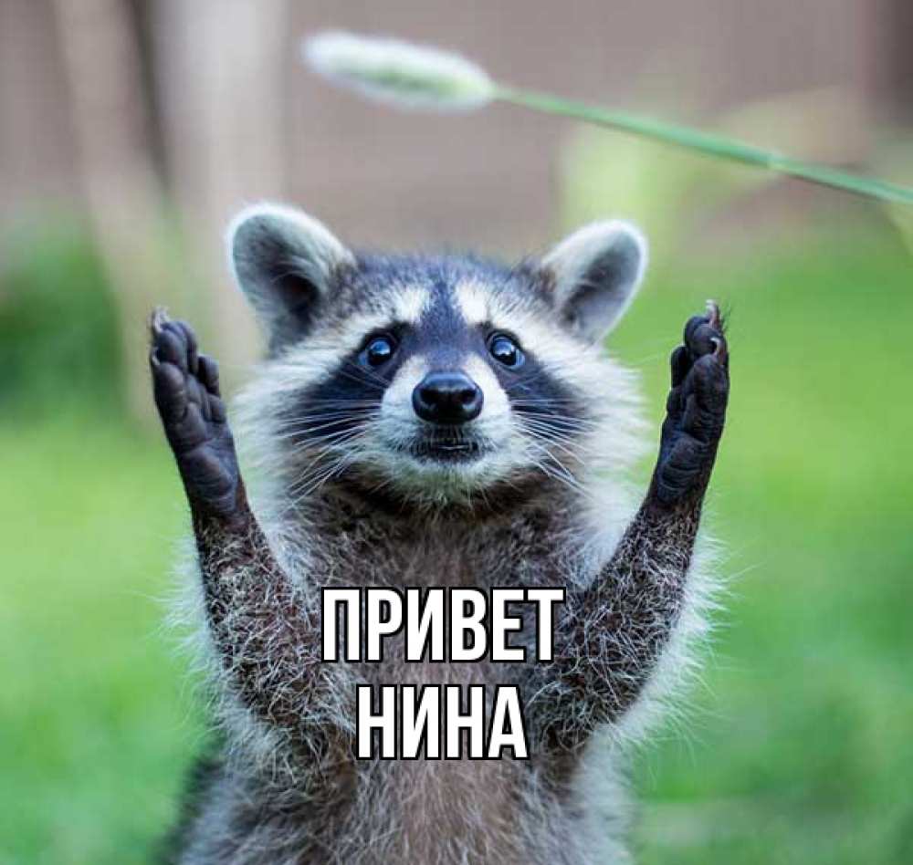 Открытка на каждый день с именем, Нина Привет животные Прикольная открытка с пожеланием онлайн скачать бесплатно 