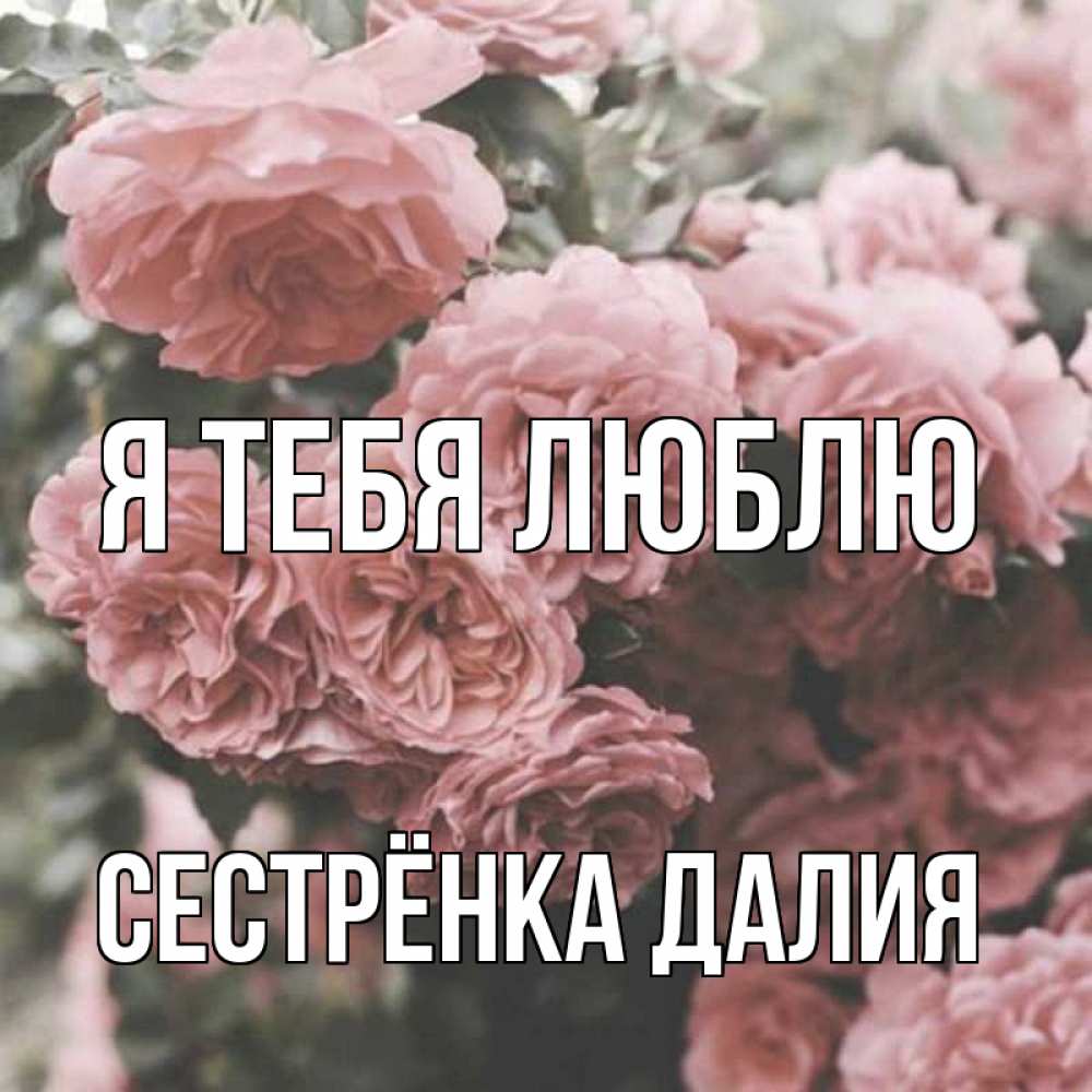 Открытка на каждый день с именем, Сестрёнка-Далия Я тебя люблю розы 3 Прикольная открытка с пожеланием онлайн скачать бесплатно 