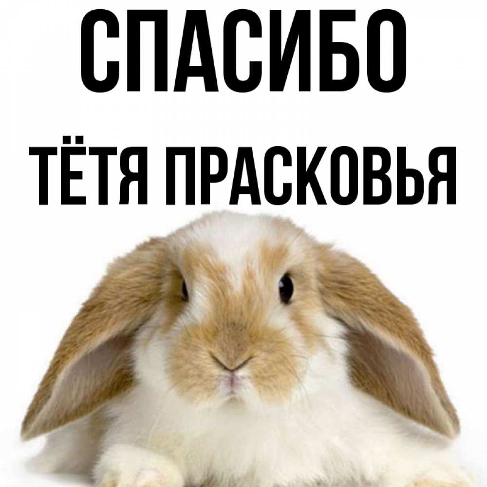 Открытка на каждый день с именем, Тётя-Прасковья Спасибо коричнево белый заяц Прикольная открытка с пожеланием онлайн скачать бесплатно 