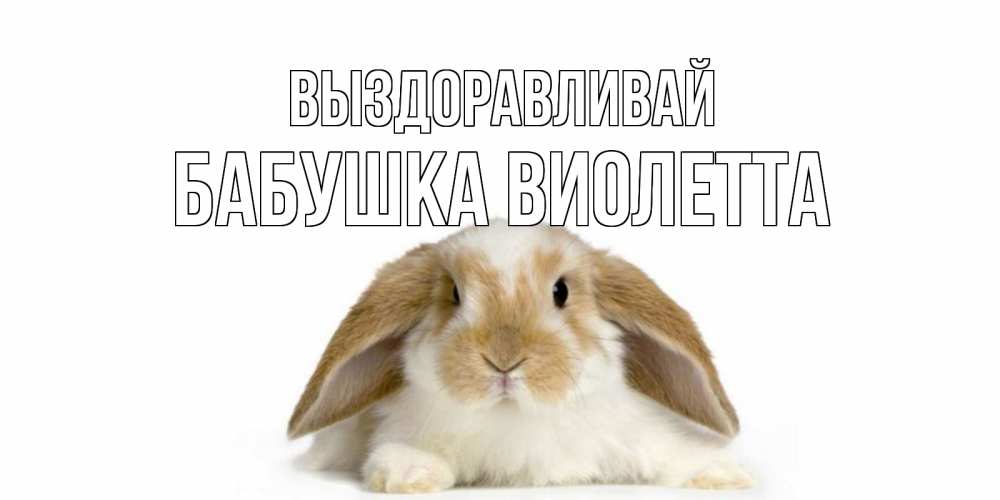 Открытка на каждый день с именем, Бабушка-Виолетта Выздоравливай вислоухий кролик белого и коричневого цвета Прикольная открытка с пожеланием онлайн скачать бесплатно 