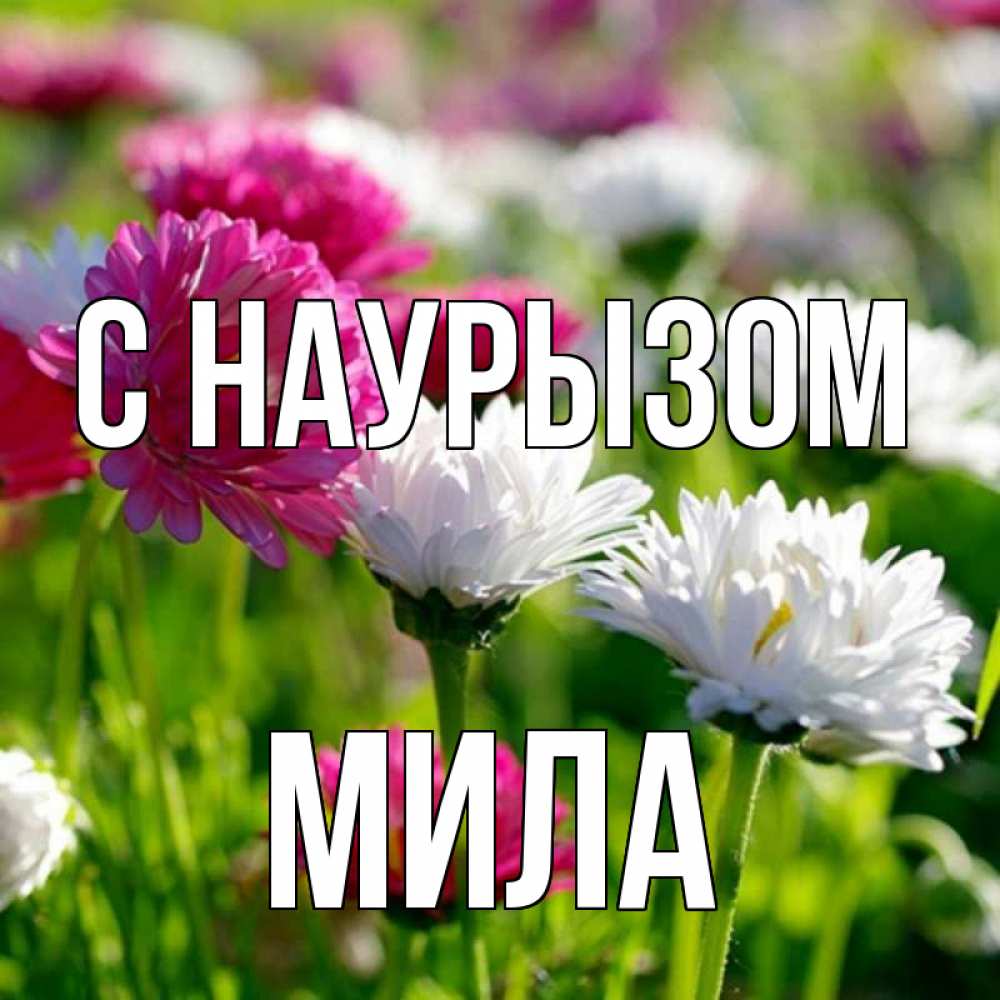 Открытка на каждый день с именем, Мила С наурызом праздник весны наурыз красота Прикольная открытка с пожеланием онлайн скачать бесплатно 