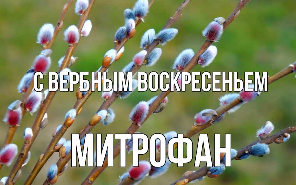 Открытка на каждый день с именем, Митрофан С вербным воскресеньем верба Прикольная открытка с пожеланием онлайн скачать бесплатно 