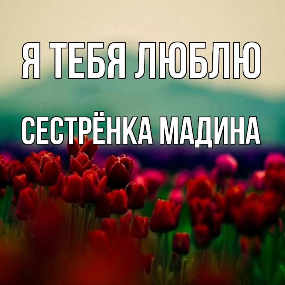Открытка на каждый день с именем, Сестрёнка-Мадина Я тебя люблю тюльпаны 4 Прикольная открытка с пожеланием онлайн скачать бесплатно 
