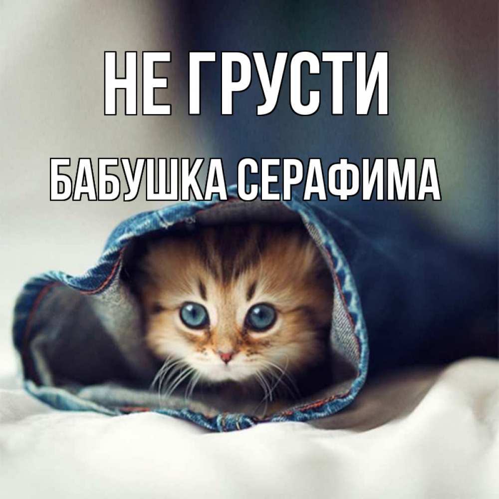 Открытка на каждый день с именем, Бабушка-Серафима Не грусти кот в одежде Прикольная открытка с пожеланием онлайн скачать бесплатно 