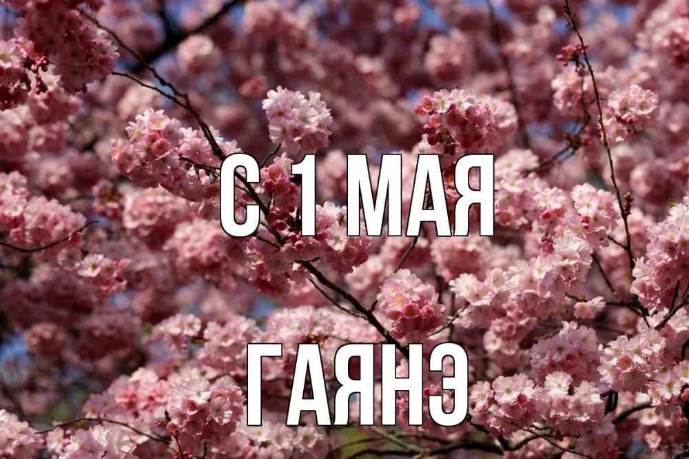 Открытка на каждый день с именем, Гаянэ С 1 мая С 1 мая Прикольная открытка с пожеланием онлайн скачать бесплатно 