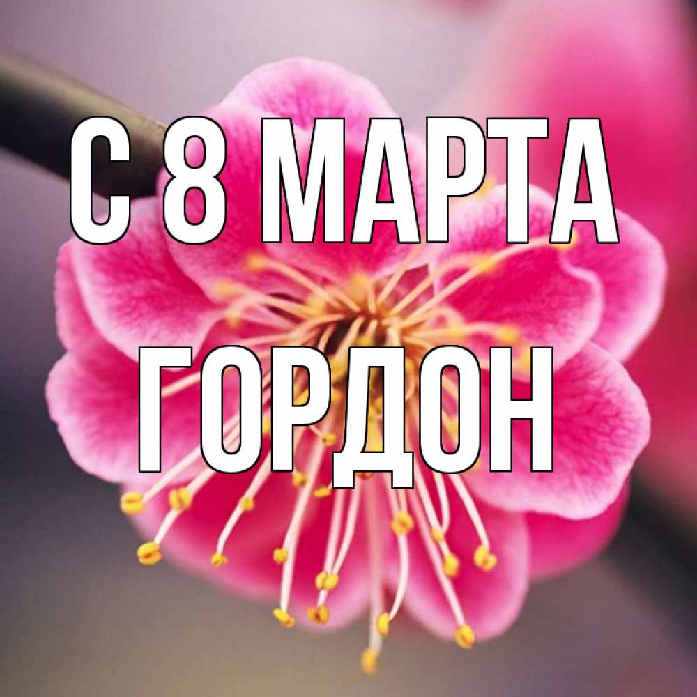 Открытка на каждый день с именем, Гордон С 8 марта цветы Прикольная открытка с пожеланием онлайн скачать бесплатно 