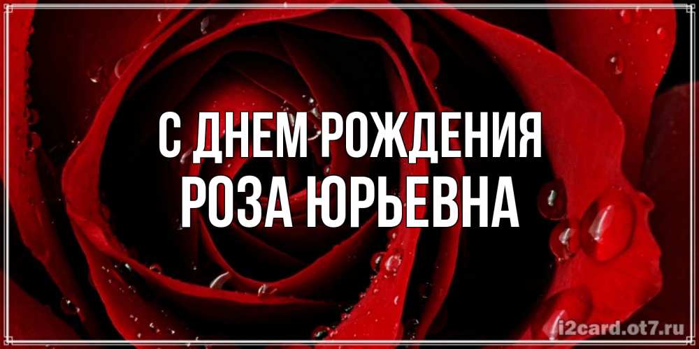 Открытка на каждый день с именем, Роза-Юрьевна С днем рождения крупная бордовая роза Прикольная открытка с пожеланием онлайн скачать бесплатно 