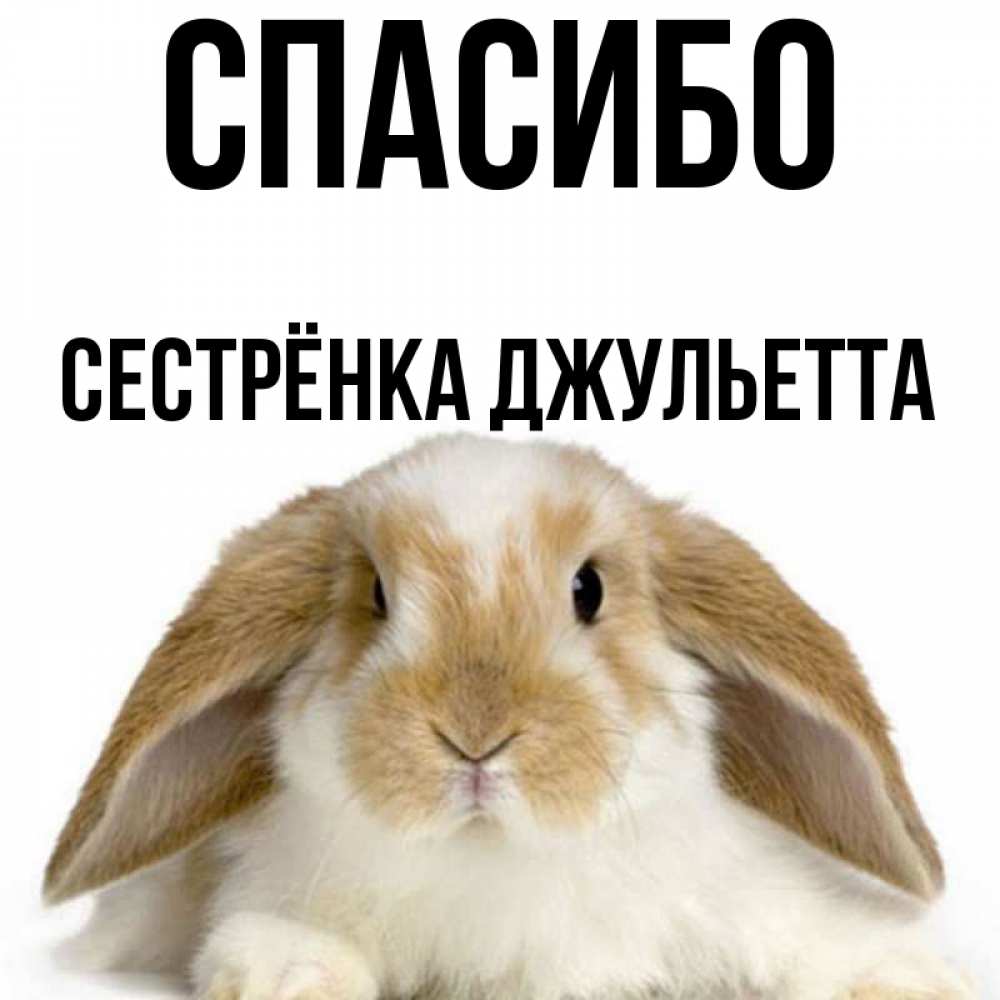 Открытка на каждый день с именем, Сестрёнка-Джульетта Спасибо коричнево белый заяц Прикольная открытка с пожеланием онлайн скачать бесплатно 