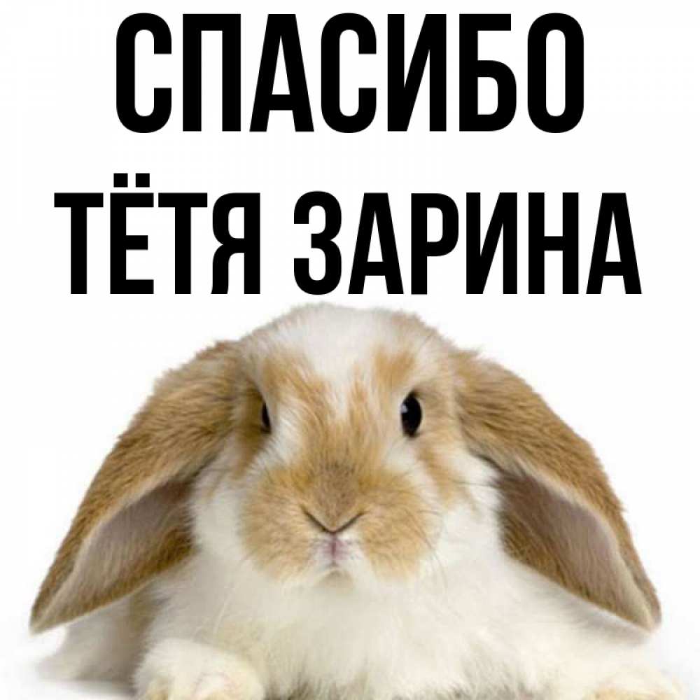 Открытка на каждый день с именем, Тётя-Зарина Спасибо коричнево белый заяц Прикольная открытка с пожеланием онлайн скачать бесплатно 