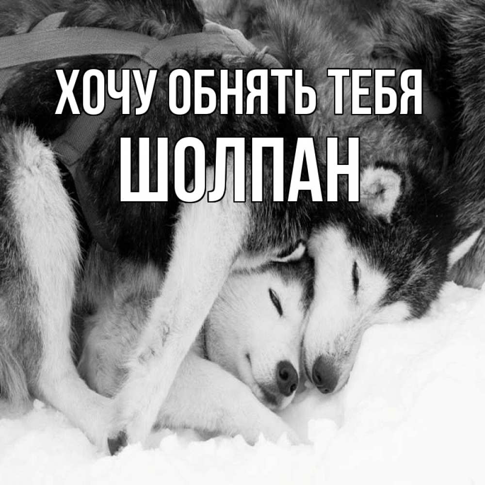 Открытка на каждый день с именем, Шолпан Хочу обнять тебя собачки в упряжке Прикольная открытка с пожеланием онлайн скачать бесплатно 