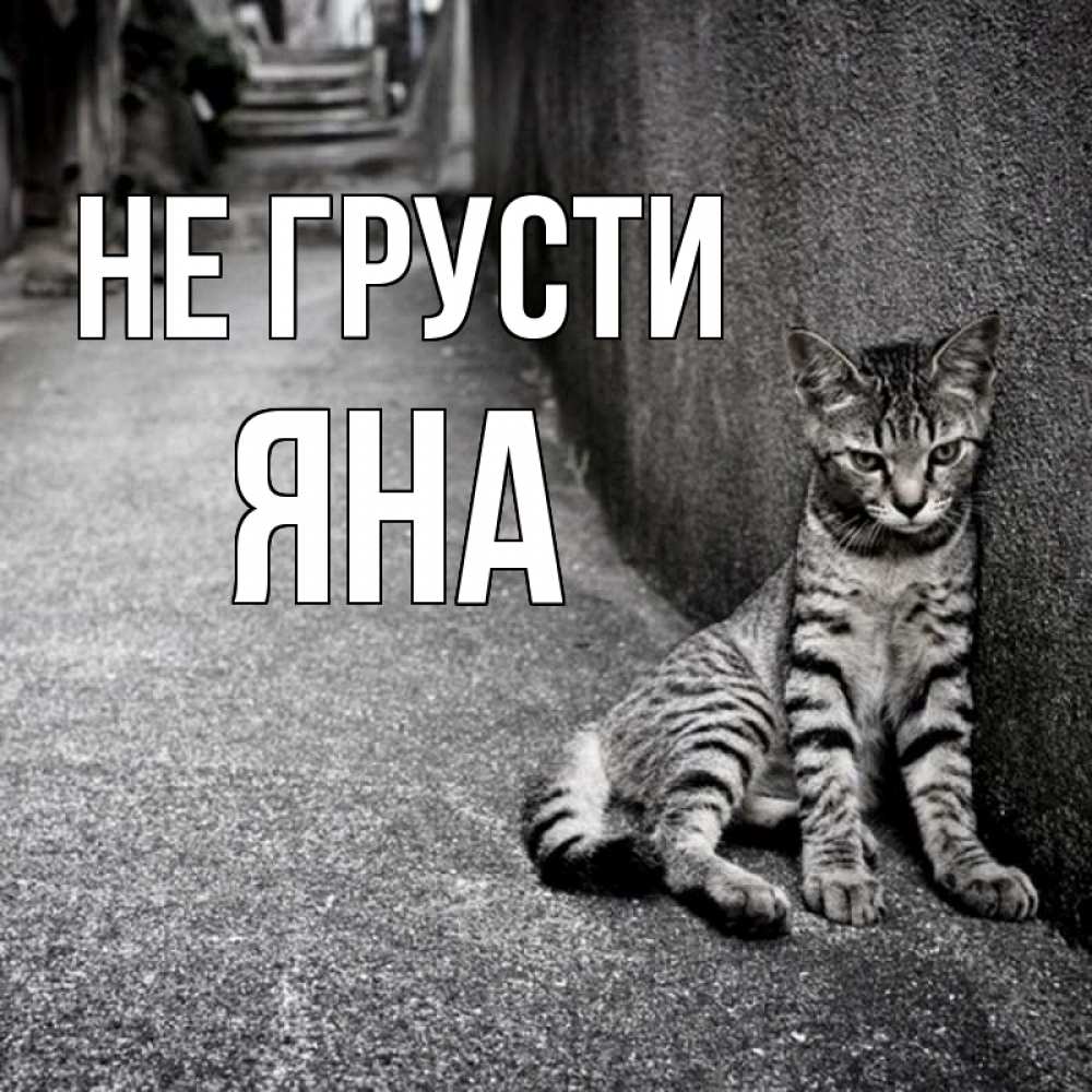Открытка на каждый день с именем, Яна Не грусти скучающий котик Прикольная открытка с пожеланием онлайн скачать бесплатно 