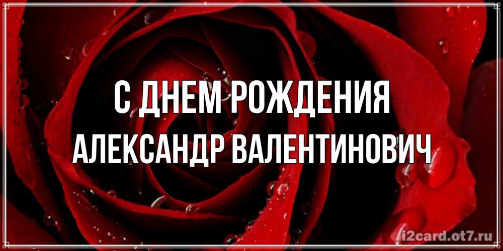 Открытка на каждый день с именем, Александр-Валентинович С днем рождения крупная бордовая роза Прикольная открытка с пожеланием онлайн скачать бесплатно 