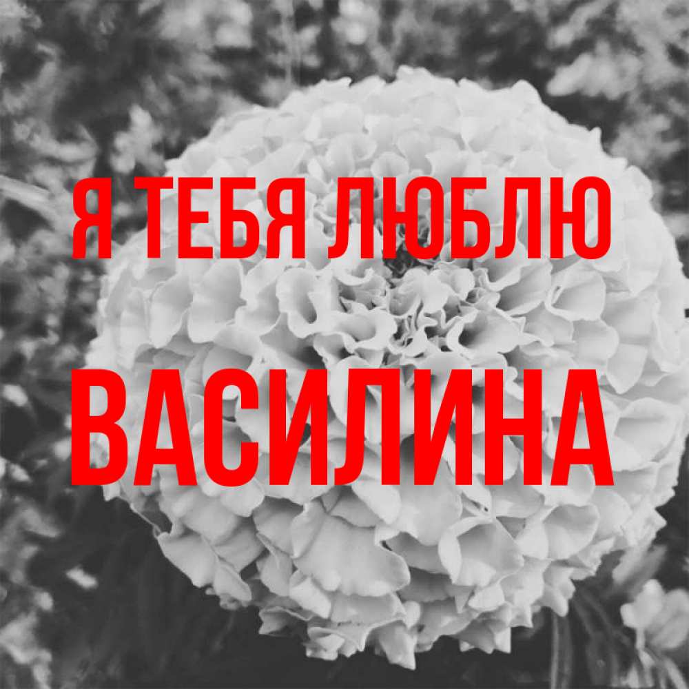 Открытка на каждый день с именем, Василина Я тебя люблю подпись Прикольная открытка с пожеланием онлайн скачать бесплатно 