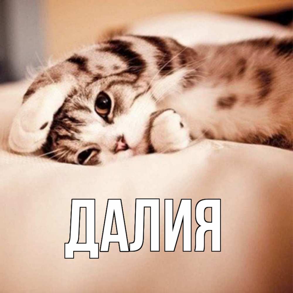 Открытка на каждый день с именем, Далия Главная сладких снов с животными Прикольная открытка с пожеланием онлайн скачать бесплатно 