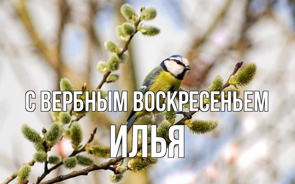 Открытка на каждый день с именем, Илья С вербным воскресеньем верба Прикольная открытка с пожеланием онлайн скачать бесплатно 