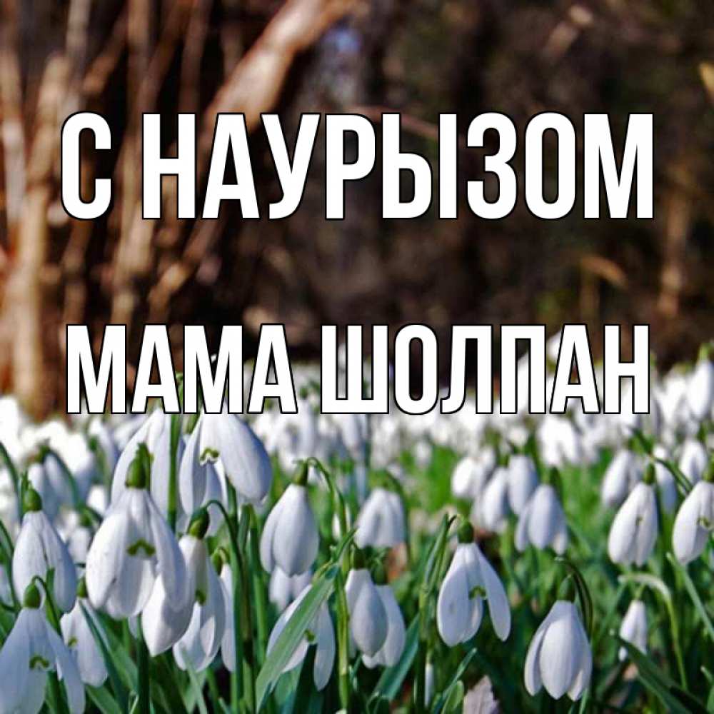 Открытка на каждый день с именем, Мама-Шолпан С наурызом с подснежниками 1 Прикольная открытка с пожеланием онлайн скачать бесплатно 