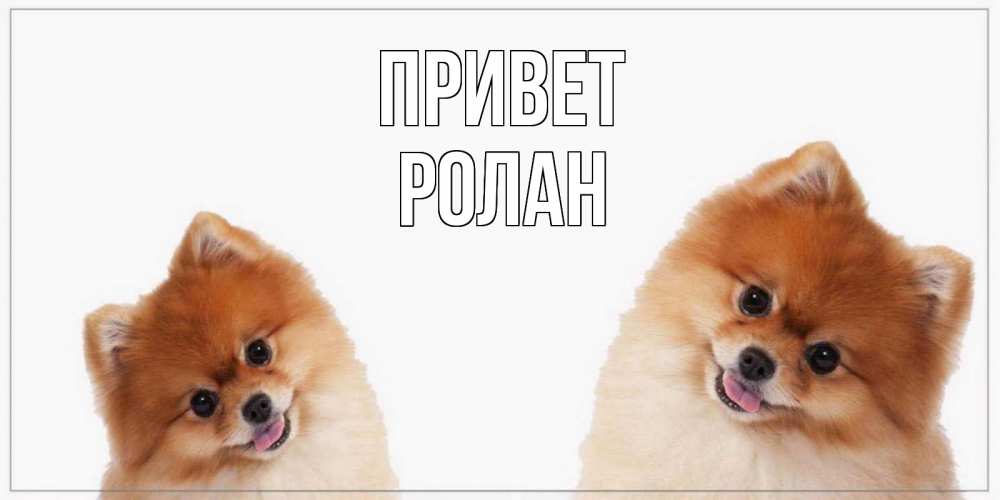 Открытка на каждый день с именем, Ролан Привет привет Прикольная открытка с пожеланием онлайн скачать бесплатно 