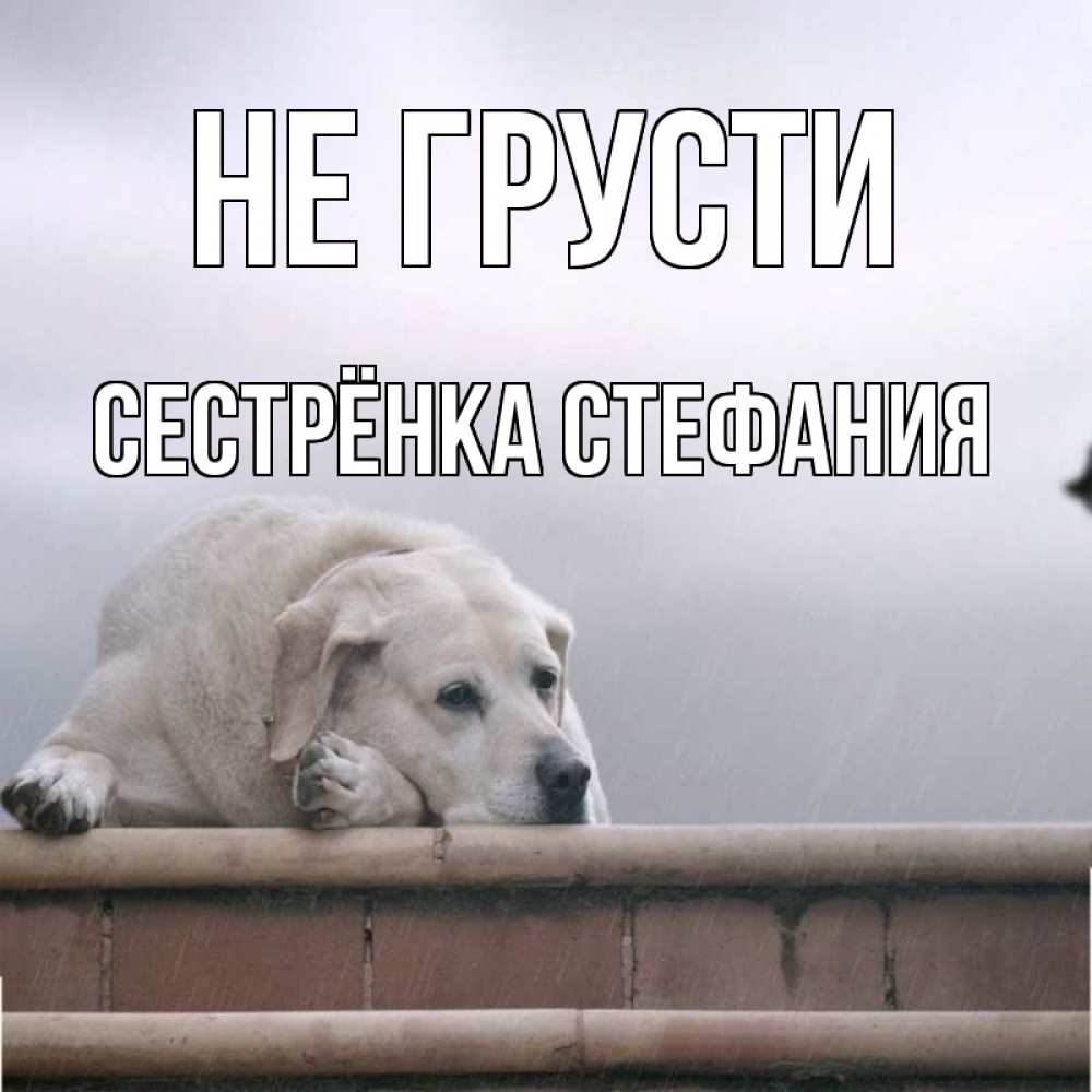 Открытка на каждый день с именем, Сестрёнка-Стефания Не грусти белый пес 1 Прикольная открытка с пожеланием онлайн скачать бесплатно 