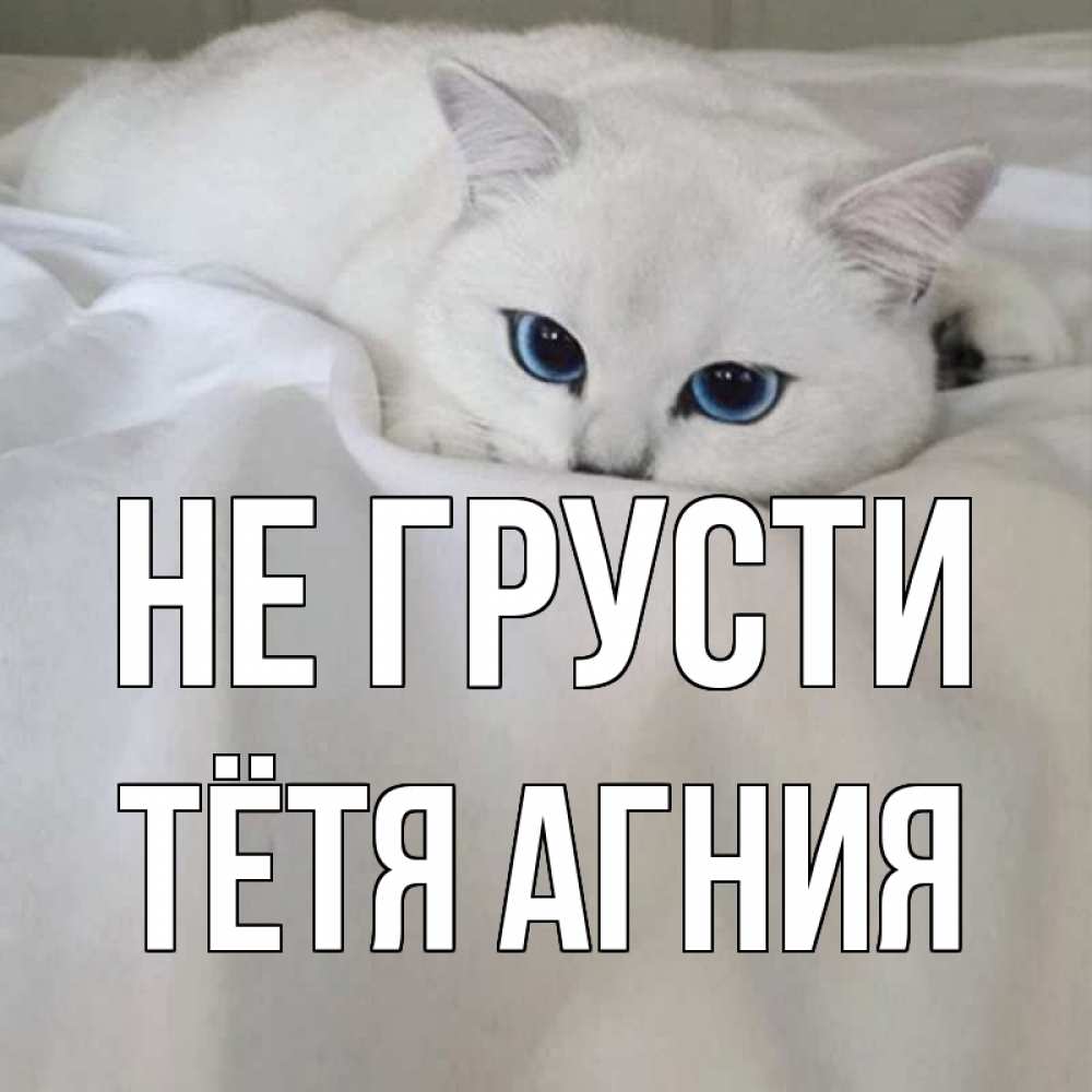 Открытка на каждый день с именем, Тётя-Агния Не грусти белый кот с голубыми глазами на белоснежной кровати Прикольная открытка с пожеланием онлайн скачать бесплатно 