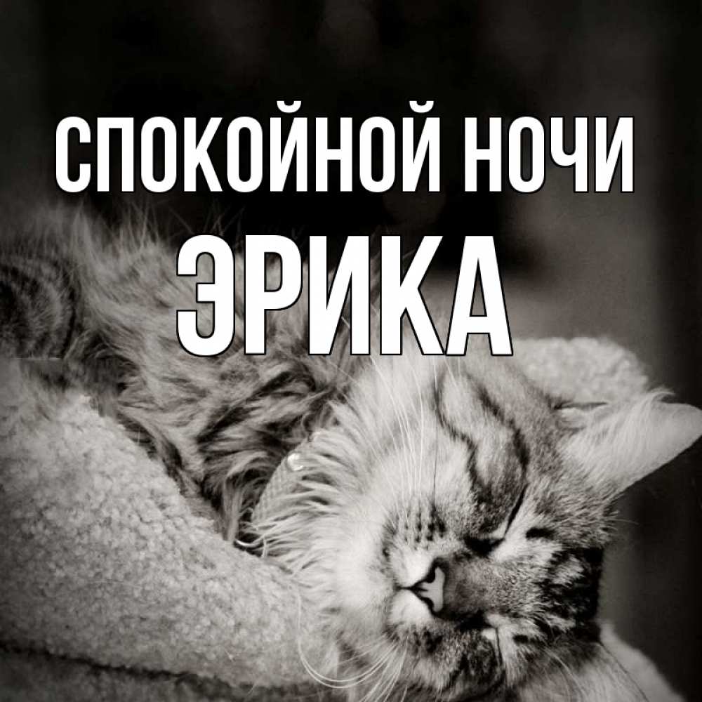 Открытка на каждый день с именем, Эрика Спокойной ночи котярик пушистый Прикольная открытка с пожеланием онлайн скачать бесплатно 