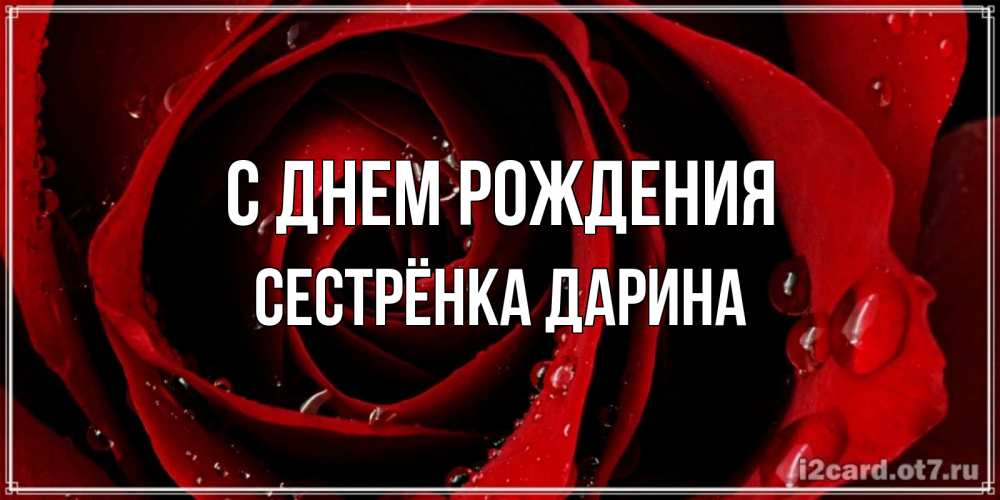 Открытка на каждый день с именем, Сестрёнка-Дарина С днем рождения крупная бордовая роза Прикольная открытка с пожеланием онлайн скачать бесплатно 