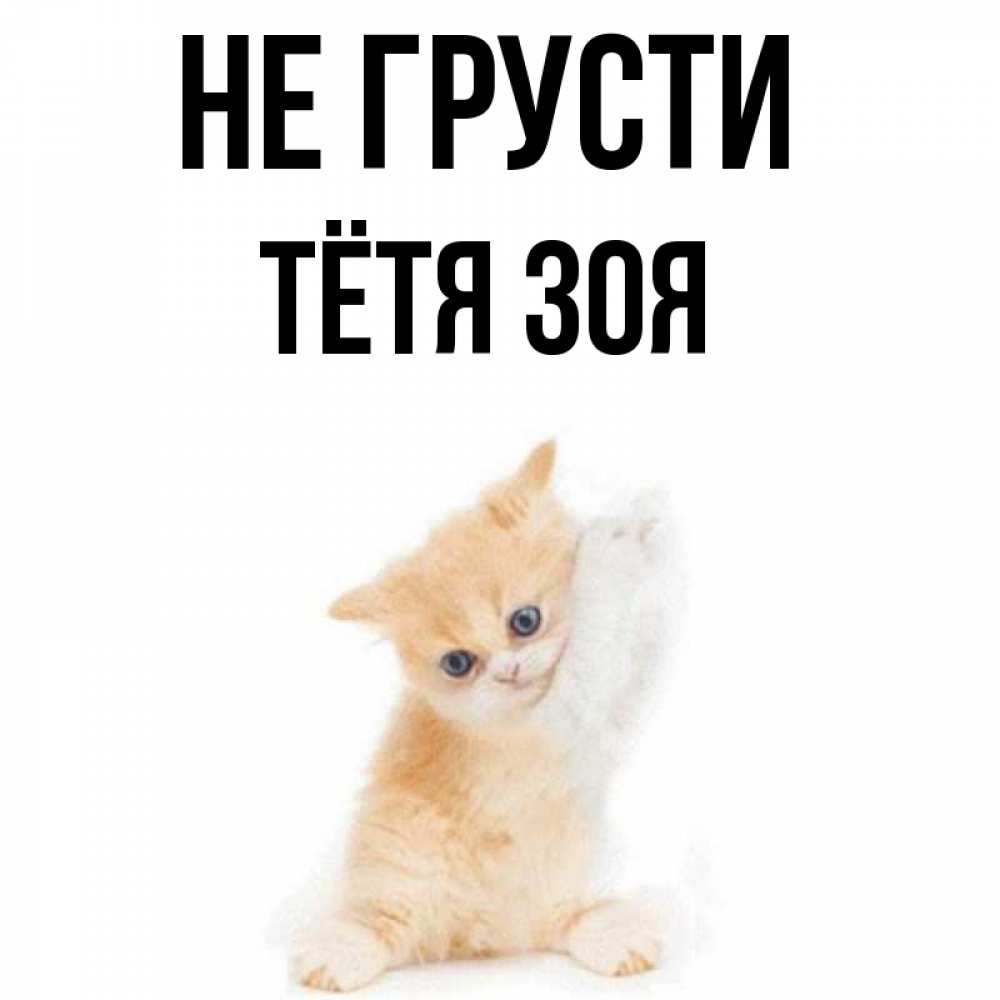Открытка на каждый день с именем, Тётя-Зоя Не грусти просящий кот Прикольная открытка с пожеланием онлайн скачать бесплатно 