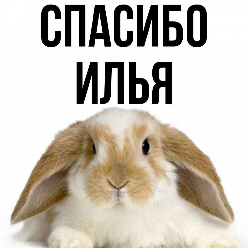 
Илья Картинки Прикольные
