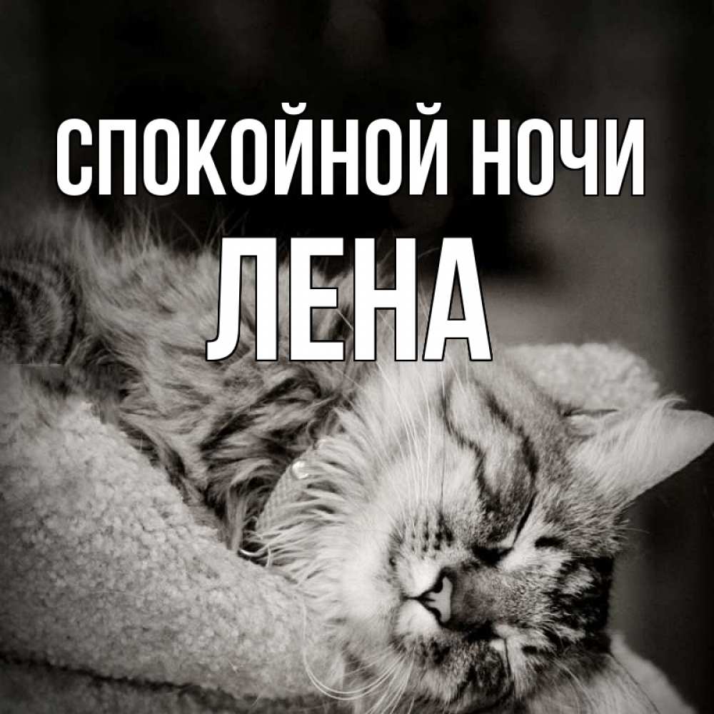 Открытка на каждый день с именем, лена Спокойной ночи котярик пушистый Прикольная открытка с пожеланием онлайн скачать бесплатно 