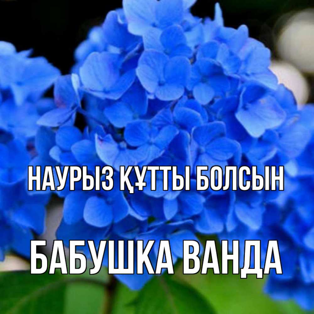 Открытка на каждый день с именем, Бабушка-Ванда Наурыз құтты болсын синие цветы Прикольная открытка с пожеланием онлайн скачать бесплатно 