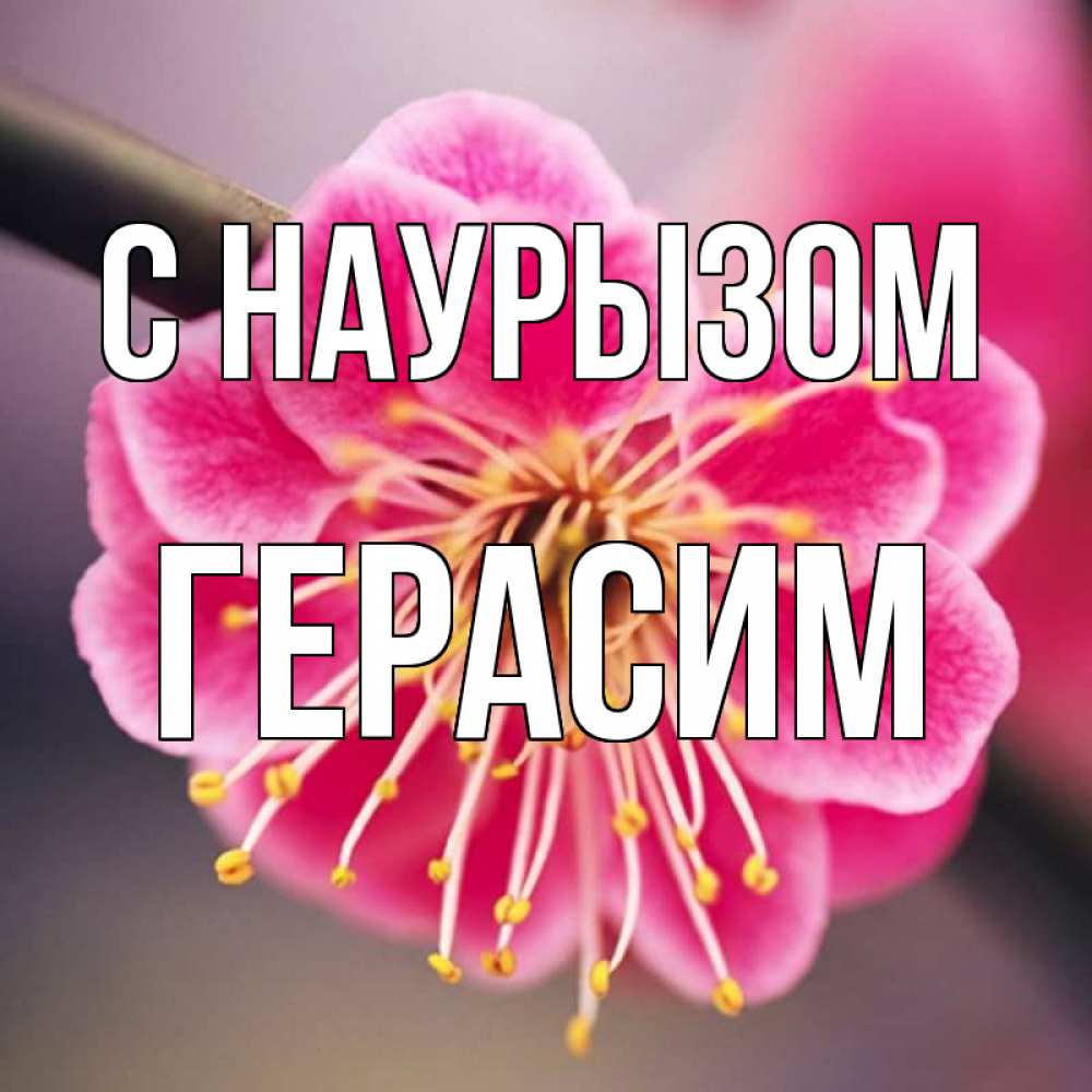 Открытка на каждый день с именем, Герасим С наурызом цветы Прикольная открытка с пожеланием онлайн скачать бесплатно 